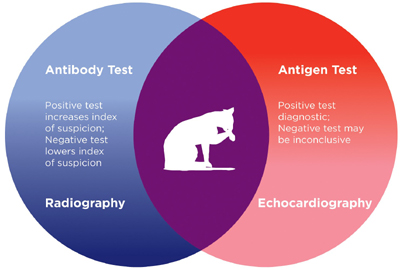 Antibody-Anitgent Test