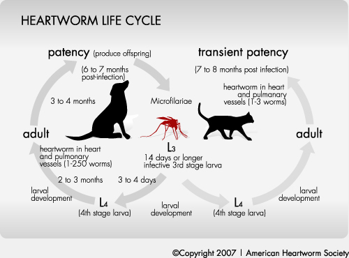 heartworm cycle