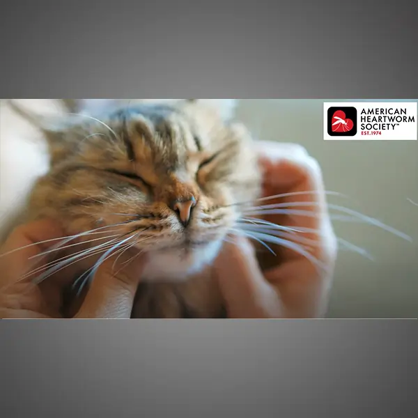 person rubbing cats face